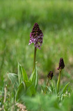 Lady Orchid Purpurea koruma altındaki bitkiler, uzun yeşil saplı güzel mor beyaz çiçekler tomurcuklarla birlikte çiçek açarlar.