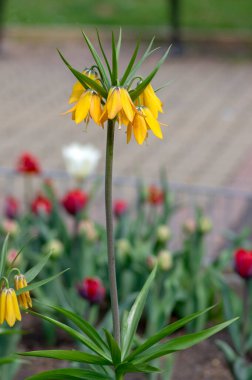 Fritillaria emperialis taç Maximea Lutea imparatorluk çiçeği çiçek, güzel uzun sarı çiçekli çiçek açan bahar soğanı büyük gövde üzerinde yeşil yapraklar