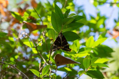 Euplagia kuadripunctaria, Jersey kaplanı, Petaloudes, Rhodos 'da gündüz uçan güve.