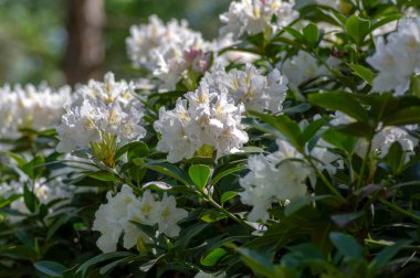 Rhododendron Madam Masson. Sarı noktalı beyaz çiçekler. Çiçek açan yeşil çalılar.