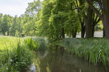 Yaz mevsiminde halka açık park, çayır, yeşillik, dere ve yansımalar