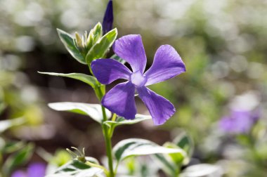 Vinca büyük mor mavi çiçek
