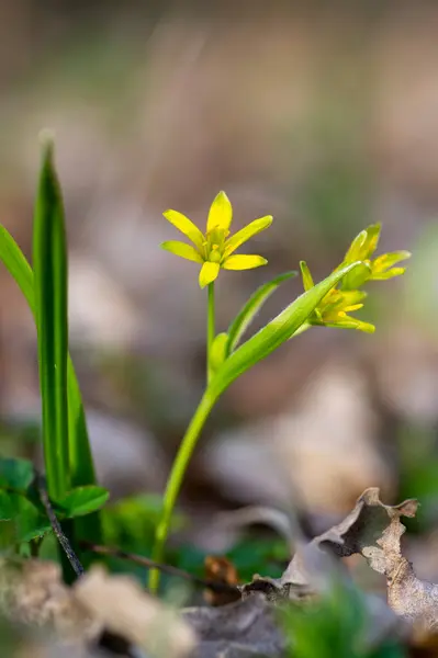 Gagea Lutea Amarillo Brillante Estrella Belén Planta Con Flores Racimo — Foto de Stock