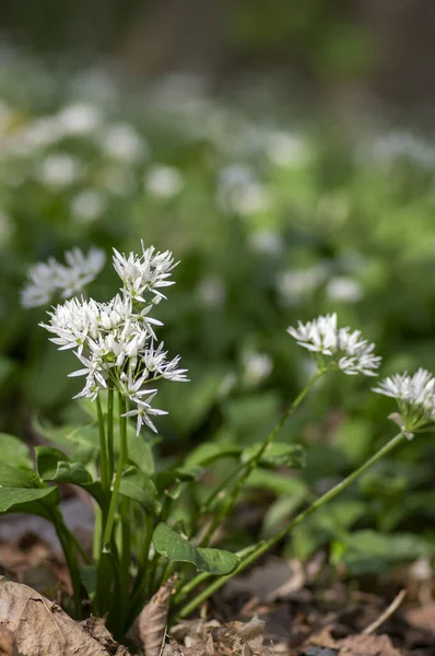 Allium Ursinum Wild Bears Garlic Flowers Bloom White Rmasons Buckrams — Stock Photo, Image