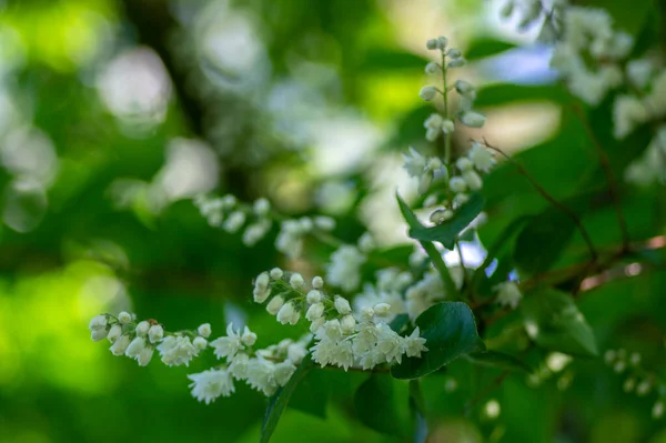 Deutzia Scabra Fuzzy Pride Rochester White Flowers Bloom Crenate Flowering — Stock Photo, Image