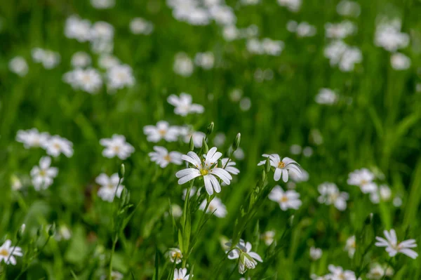 Rabalera Stellaria Holostea Większe Kwiaty Byliny Rozkwicie Grupa Białych Kwitnących — Zdjęcie stockowe