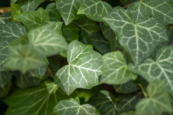 Hedera Helix Detail Green Leaves Poison Ivy Evergreen Plant Green — Stock Photo, Image