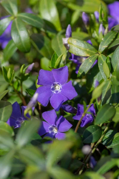 Vinca Mindre Mindre Periwinkle Prydnadsblommor Blom Vanliga Periwinkle Blommande Växt — Stockfoto