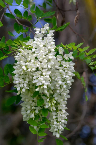 刺槐观赏树盛开 白花丛生 枝叶绿绿 — 图库照片