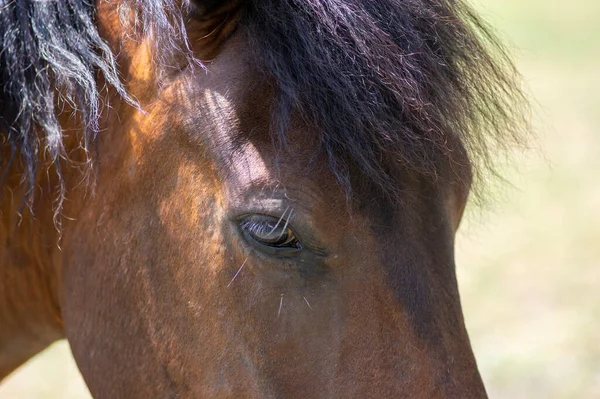 Ritratto Cavallo Marrone Scuro Con Contatto Visivo Bellissimo Animale Peloso — Foto Stock