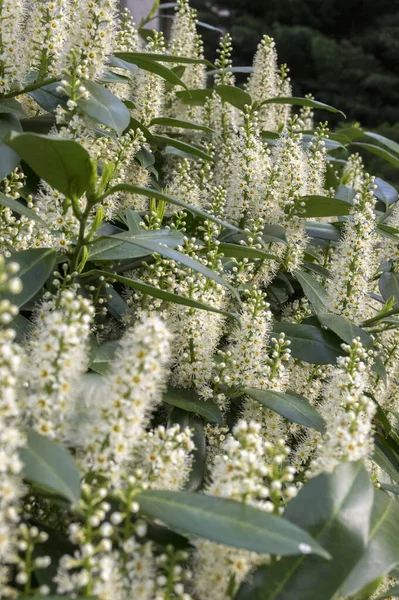 Arbre Laurier Cerisier Fleurs Fleurs Feuilles — Photo