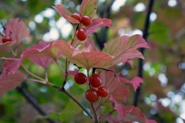 Viburnum Opulus Bogyók Dísznövény Park Gyönyörű Érett Gyümölcsök Lombhullató Cserje — Stock Fotó