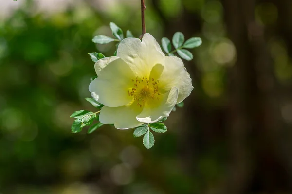 Rosa Xanthina Hugonis Manchu Rose Bloom Yellow Springtime Flowering Plant — Stock Photo, Image
