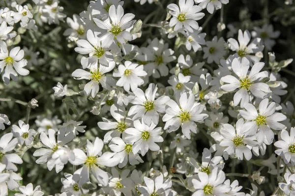 夏天的雪 花椰菜 开着花 白花背景 — 图库照片