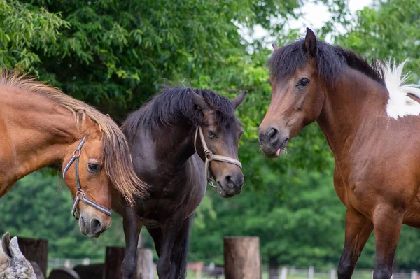 Hucul Pony Cavalli Scena Divertente Bella Tre Spaventato Nero Marrone — Foto Stock