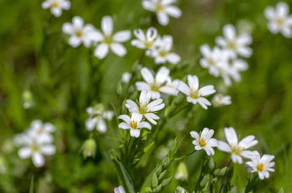 Rabalera Stellaria Holostea Daha Büyük Dikişotu Çiçek Açmış Daimi Çiçekleri — Stok fotoğraf