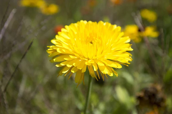 Calendula Memurları Çifte Çiçek Açık Sarı — Stok fotoğraf