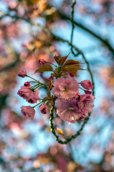 Prunus Serrulata Cerejeira Japonesa Cultivo Flores Duplas Chamado Sakura Taihaku — Fotografia de Stock