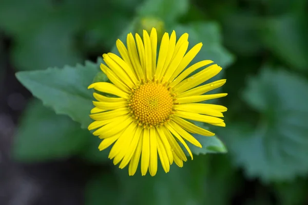 Doronicum Orientale Желтые Цветы Цвету Декоративное Красивое Цветущее Растение Весной — стоковое фото