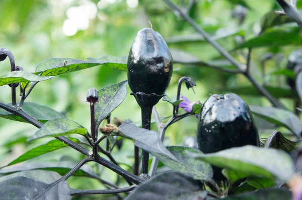 Black Olive Ornamental Capsicum Annuum Fruit Dark Leaves Black Red — Stock Photo, Image