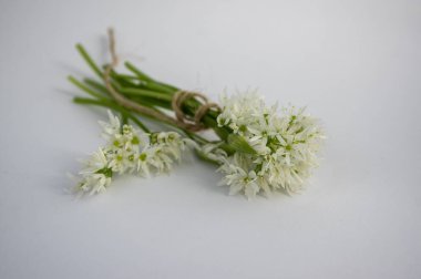 Allium ursinum yaban ayıları çiçek açan sarımsak çiçekleri beyaz arka planda izole edilmiş sağlıklı bitkiler açan beyaz rason tomurcukları.