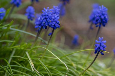 Muscari Ermeniacum, çiçek açmış bahar üzümü sümbülü çiçekleri, bir demet koyu mavi çiçekli bitkiler, yeşil yapraklar ve gövde