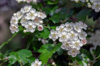 Crataegus laevigata beyaz çiçekli dallar, çiçek açmış güzel vahşi ağaç, yeşil yapraklar