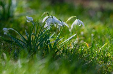Galanthus nivalis yaygın kar damlası ilkbahar erken çiçek açan bitki, çayırda açan küçük beyaz çiçek grubu güneş ışığında yeşil çimlerde