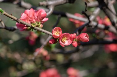 Chaenomeles japonica maules quince quince çiçekli çalı, ilkbahar dallarında açan güzel pembe çiçekler, süslü çalılar
