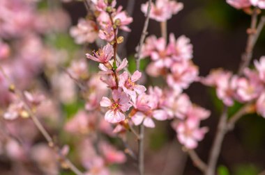 Prunus tenella cüce Rus Badem çiçeği çiçek, çiçek açmış güzel süs bitkisi, leylak taç yaprakları