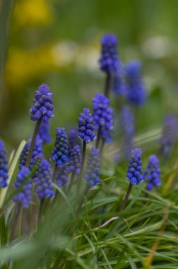 Muscari Ermeniacum, çiçek açmış bahar üzümü sümbülü çiçekleri, bir demet koyu mavi çiçekli bitkiler, yeşil yapraklar ve gövde