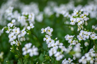 Arap Kafkasya Dağları Kayaları İlkbahar Çiçek açan bitki, Kafkasya kayalık teresi çiçekleri beyaz taç yaprakları, yeşil yapraklar