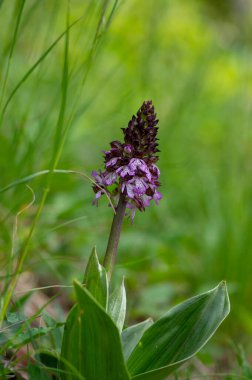Lady Orchid Purpurea koruma altındaki bitkiler, uzun yeşil saplı güzel mor beyaz çiçekler tomurcuklarla birlikte çiçek açarlar.