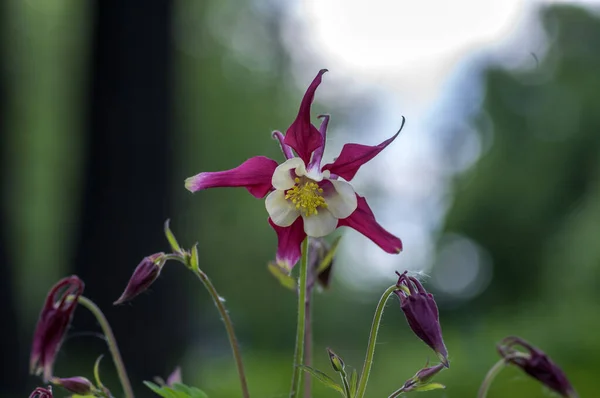 Aquilegia Caerulea Vermelho Branco Amarelo Floração Planta Belas Flores Ornamentais — Fotografia de Stock