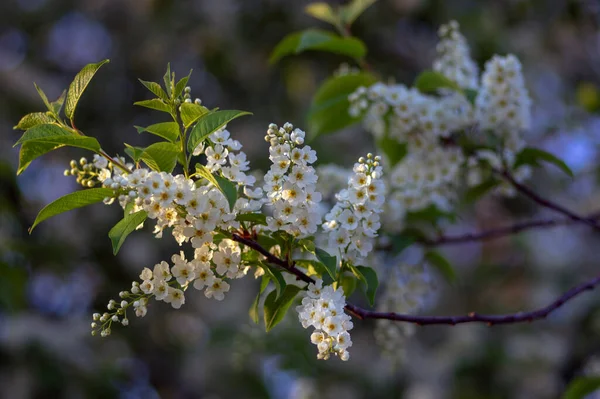 Prunus Padus Oiseau Fleurs Blanches Cerisier Hackberry Hagberry Mayday Tree — Photo