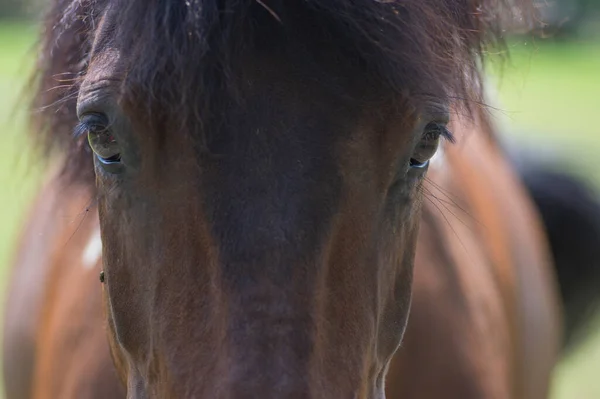 Ritratto Cavallo Marrone Scuro Con Contatto Visivo Bellissimo Animale Peloso — Foto Stock