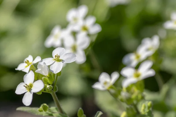 アラビスCaucasica白花植物 緑の茎と葉の春の花のグループ — ストック写真