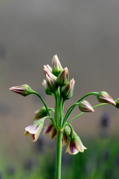 Allium Siculum Miód Sycylijski Lilia Kwiaty Czosnku Rozkwicie Piękna Wiosna — Zdjęcie stockowe