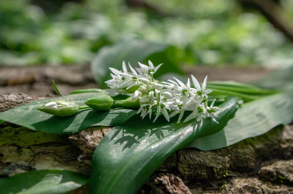 Allium Ursinum Wild Osos Flores Ajo Flor Albañiles Blancos Buckrams — Foto de Stock