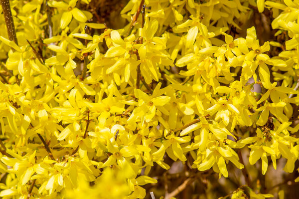 Forsythia intermedia border ornamental bright yellow springtime flowering shrub plant, beautiful early flowers in bloom on branches