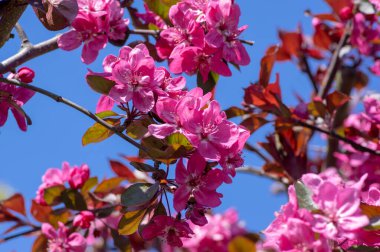 Süslü elma ağacı bitkisi ilkbaharda çiçek açar, toringo kırmızısı parlak pembe çiçekler açar, dallarda yapraklar ve demetler oluşturur.