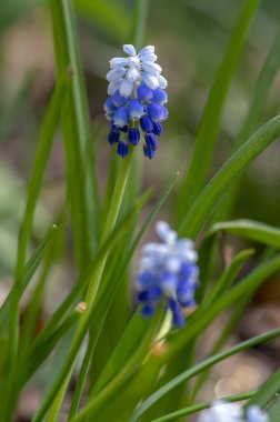 Muscari armeniacum nane şekeri iki renk üzüm sümbülü çiçek, bir demet mavi beyaz çiçek, yeşil yapraklar ve kök