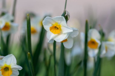 Narcissus tazetta kağıt beyaz demet çiçek nergis erken bahar çiçekleri beyaz sarı bitki, yeşil uzun yapraklar