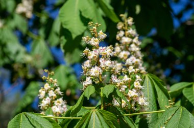 Aesculus hipokastanum at kestanesi ağacı çiçek açmış, bir grup beyaz çiçek ve dallarda yeşil yapraklar