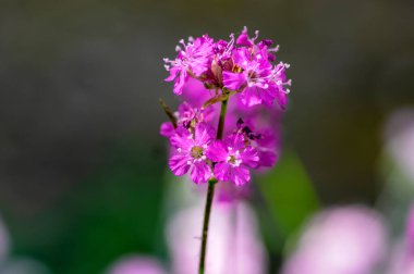 Lychnis viscaria Sticky Catchfly mor parlak bahar çiçeği, bahçede çiçek açan küçük çiçekler, ekilmiş kaya bitkisi