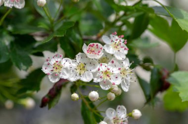 Crataegus laevigata beyaz çiçekli dallar, çiçek açmış güzel vahşi ağaç, yeşil yapraklar