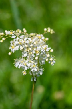 Filipendula vulgaris vuln-leaf dropwort çayırdaki beyaz çiçek bitkisi, uzun yeşil sapta çiçek açan çiçeklerin ayrıntıları