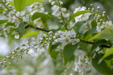 Prunus padus beyaz çiçek açan kuş vişneli böğürtlen ağacı çiçek açan hagberry yardım ağacı dallardaki süs çiçeği ve kırmızı yeşil yapraklar.