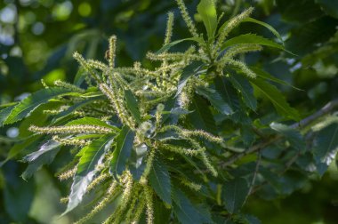 Castanea sativa beyaz kestane çiçekli ağaç, çiçeklerle dolu dalların ayrıntıları, yeşil yapraklar.