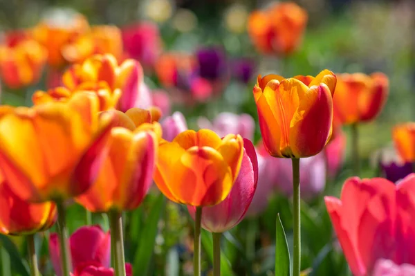 Gökkuşağı renginde çeşitli laleler, güneş ışığında güzel renk buketleri, yeşil gövde ve yapraklarla muhteşem bir bahçe alanı.